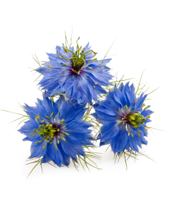 Ulje crnog kima 100ml Kalinji organic 9 Ulje crnog kima Dasdfda4334va Ulje crnog kima kim & kumin